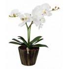 Растения в горшке Globo 28002 FlowerPower