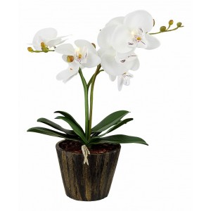 Растения в горшке Globo 28002 FlowerPower